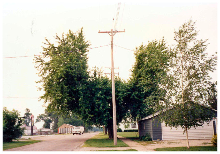 Bad Pruning Practices / Trees Ne